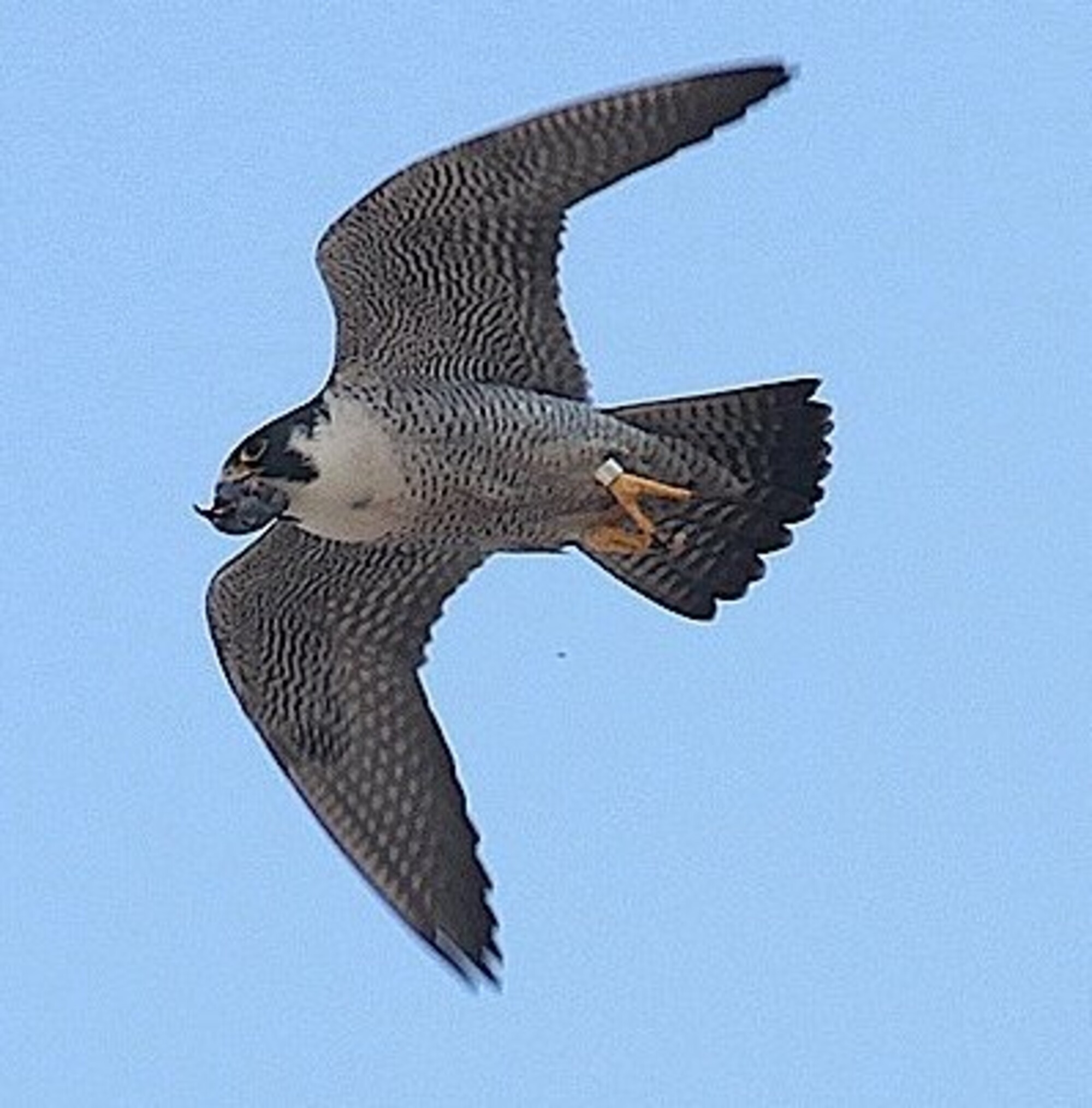 What are the differences between the male and female Peregrine