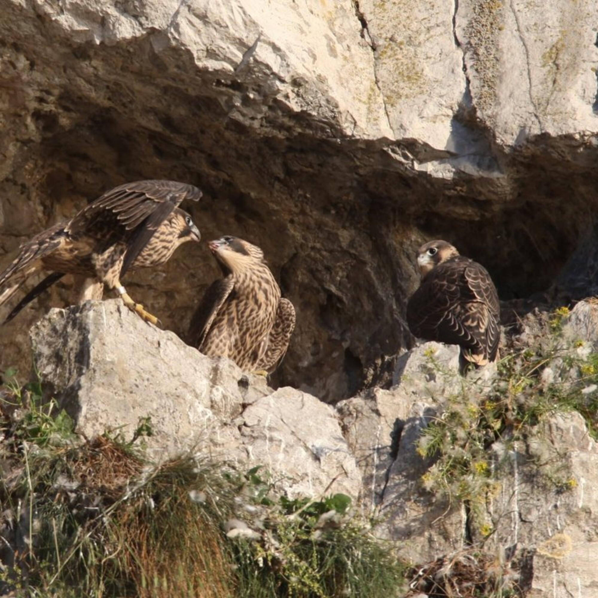Falcons, rocks and trees - Falcons for everyone 2025