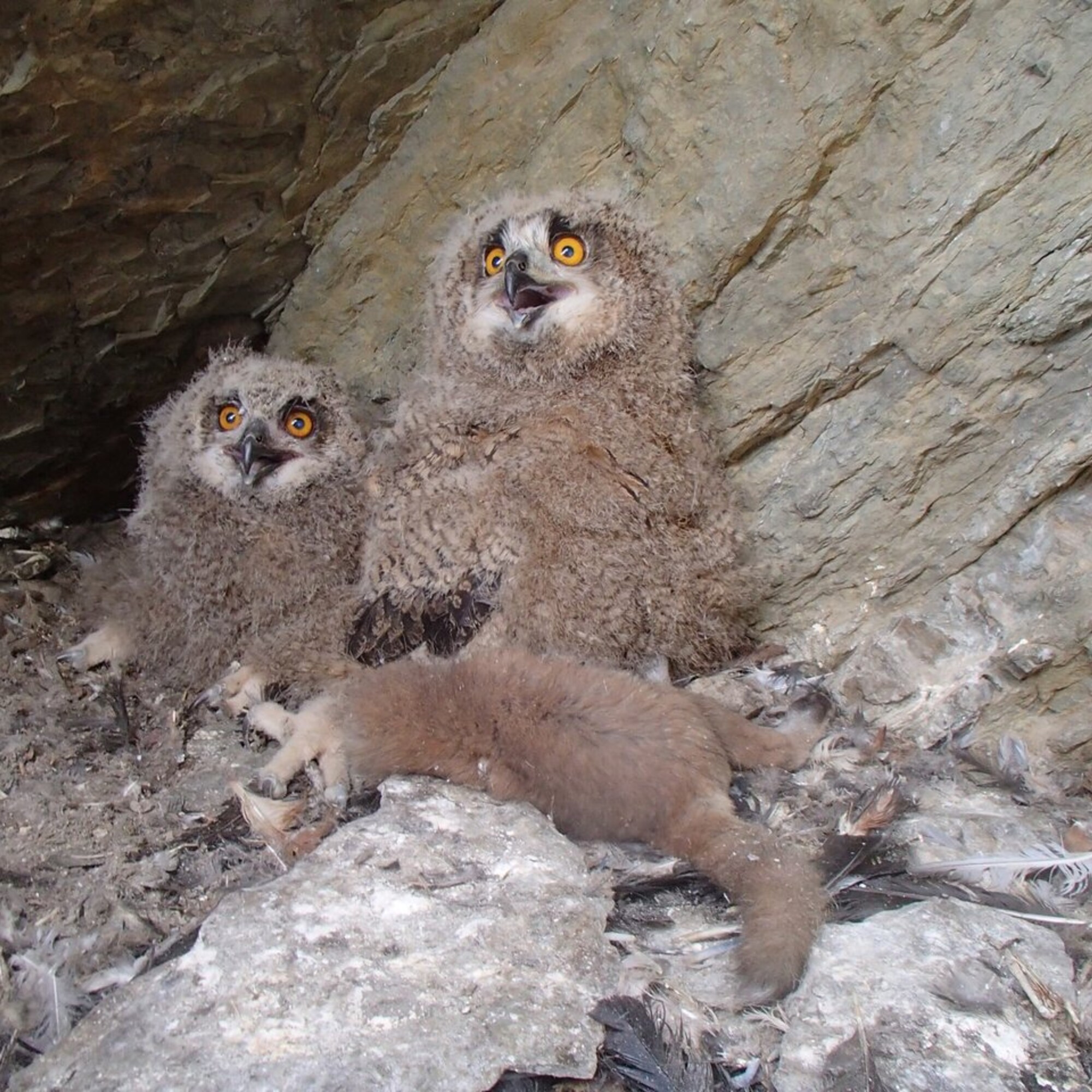The eagle owl and the peregrine falcon side by side Falcons for