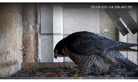 The female returns to her 5 eggs. Since arriving at the cathedral in 2006, this German female has laid 54 eggs!