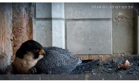 A piece of shell, proof of the broken egg, lies beside the male.