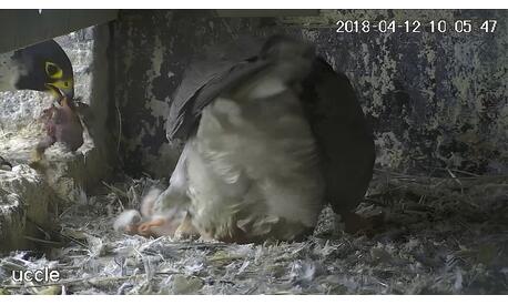 Uccle, 10:05, the male arrives with a prey, the female gets up, on her left we see the first youngling 2018!