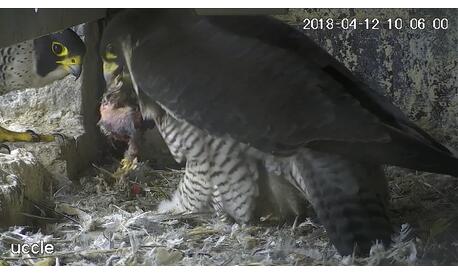 The female seizes the prey and leaves the steeple of the church.