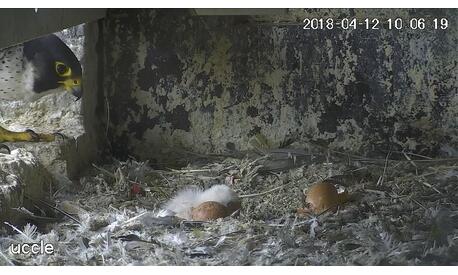 The male observes his first youngling of the 2018 generation.