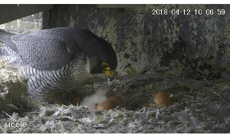 The male will lie down on the falcon and the eggs still to hatch. He won’t let them cool down.