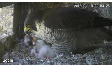 Feeding in Uccle: the male has just passed on a prey to his partner. The two hatchlings already hatched open wide but still have their eyes closed.