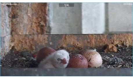 Close up of the falcon, its down is now completely dry.