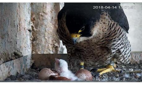 The 17-year-old female Pilgrim discovers her new falcon.