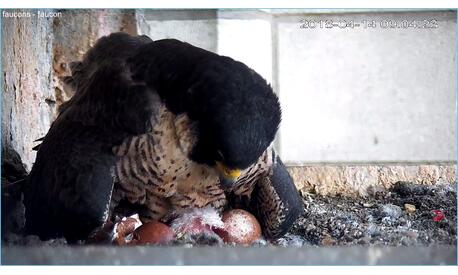 First look at the falcon that hatched at the end of the night: its down is still wet.